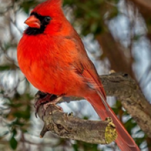 image - bird - cardinal