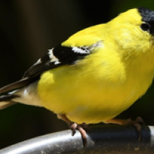 image - bird - goldfinch